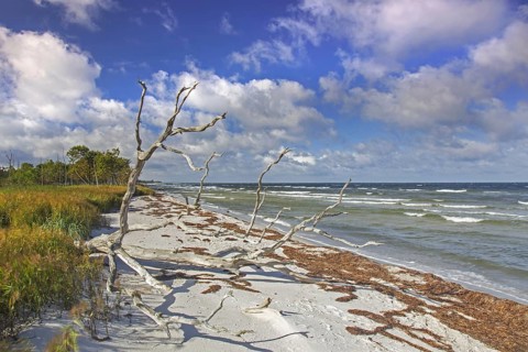 Dead trees