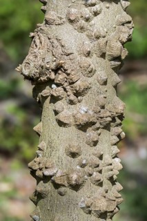 Chinese-pepper