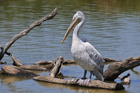 Pink-backed Pelican