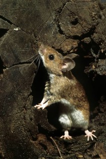 European wood mouse