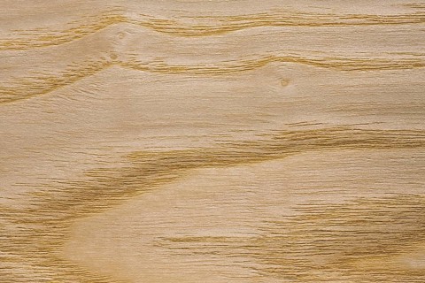 Wood grain of European Ash