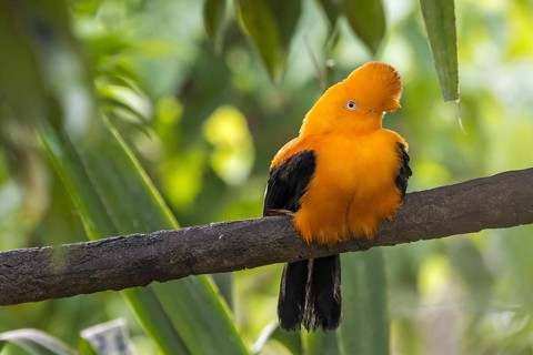 Andean cock-of-the-rock