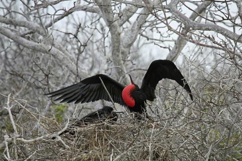 Great frigatebird