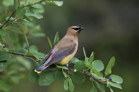 Cedar waxwing