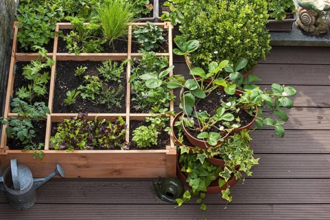 Square foot gardening by planting flowers