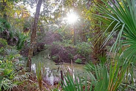 Subtropical forest at Juniper Springs Recreation Area in the Ocala National Forest east of Ocala