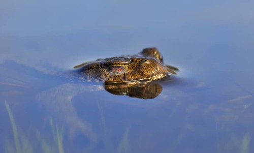 Common toad