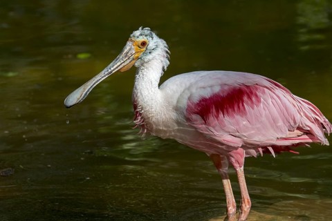 Roseate spoonbill