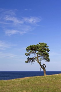 Scots Pine