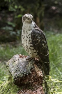 European honey buzzard