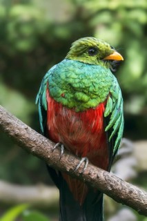 Golden-headed quetzal