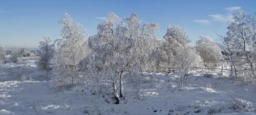 Downy birch