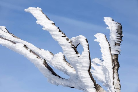 Twigs and branches of birch tree covered in white frost and snow in winter showing ice crystal formation pointing in same direction by wind