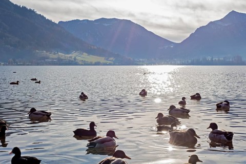 Ducks