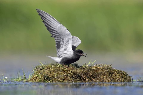 Black tern