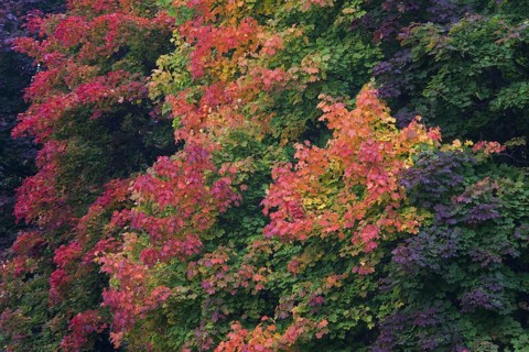 Norway Maple