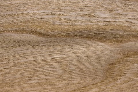 Wood grain of elm