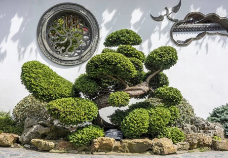 140 year old Hinoki cypress