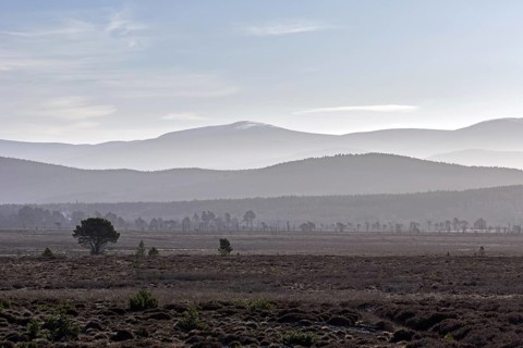 Moorland