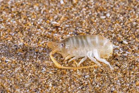 Sand hopper