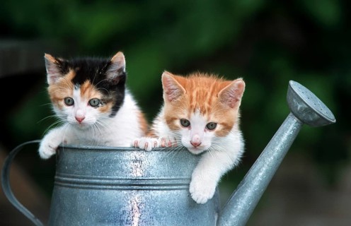 Two cute domestic house cat