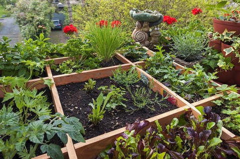 Square foot garden showing flowers