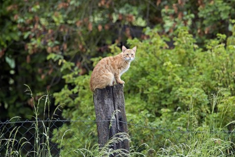Domestic cat sitting ouside on wooden post of garden fence