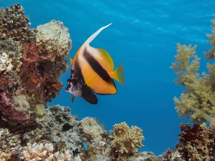 Red Sea bannerfish
