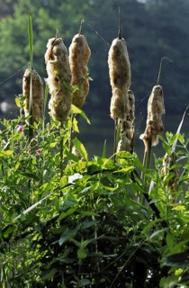 Greater bullrush
