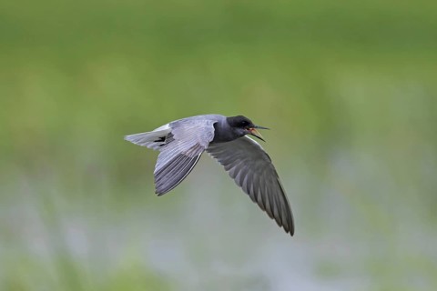 Black tern