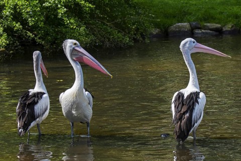 Three Australian pelicans