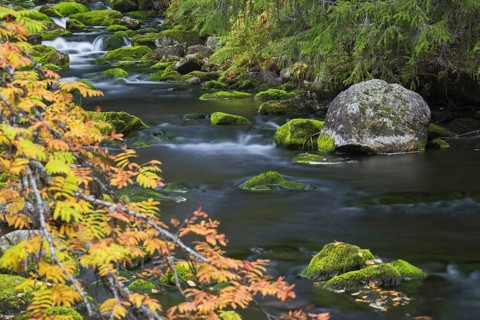 River Njupan in autumn forest in the Fulufjaellet National Park