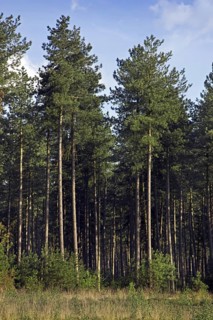 Coniferous forest with European black pines
