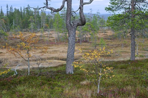Old Scots pine