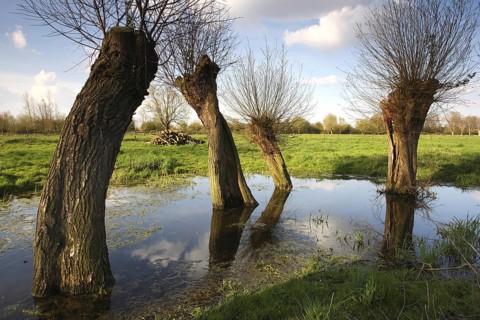 Row of pollarded willow trees