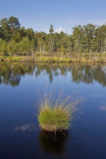 Tussock of purple moor grass