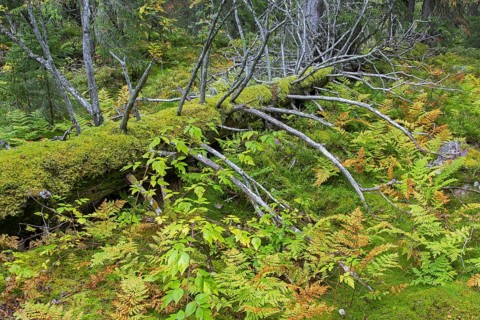 Fallen dead coniferous tree trunk covered in moss and ferns in autumn