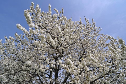 Cherry tree blossoming