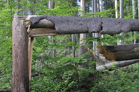 Broken tree trunks