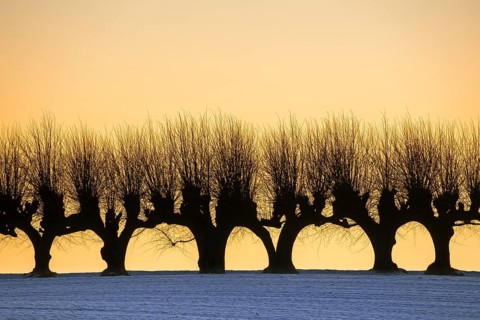 Row of pollarded European lime trees
