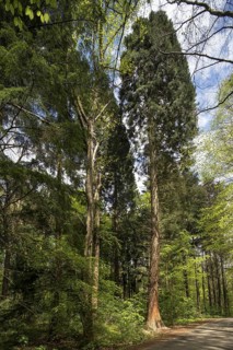 Giant sequoia