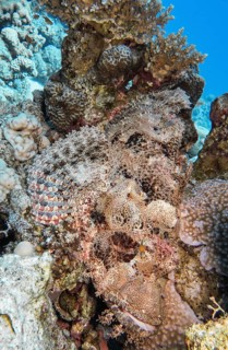 Scorpionfish