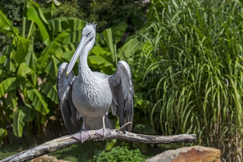 Pink-backed pelican