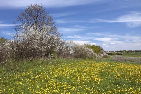 Hedge in spring with flowering Blackthorn