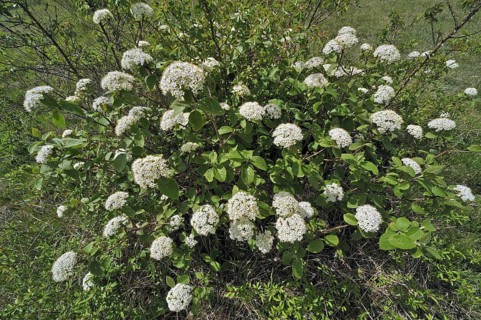 Wayfaring tree