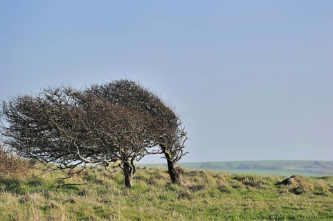 Windswept trees along the coast of Cap Gris Nez