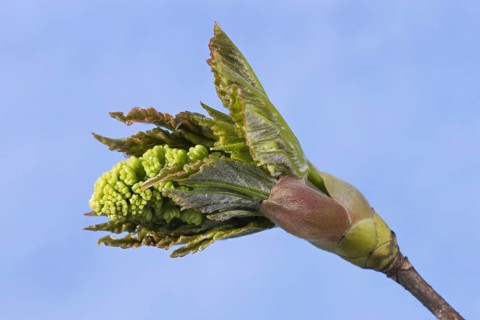 Sycamore Maple