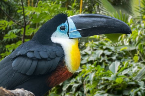 Channel-billed toucan