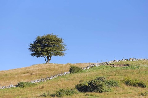 Solitary common hawthorn