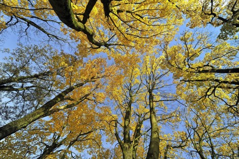 Fall foliage of Norway maple